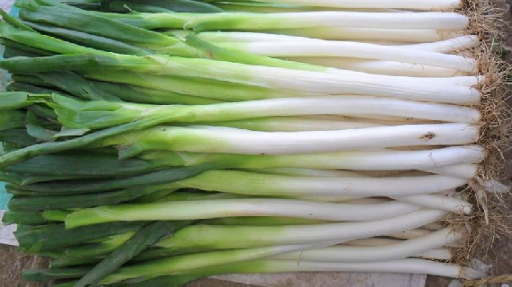 胶莱大葱