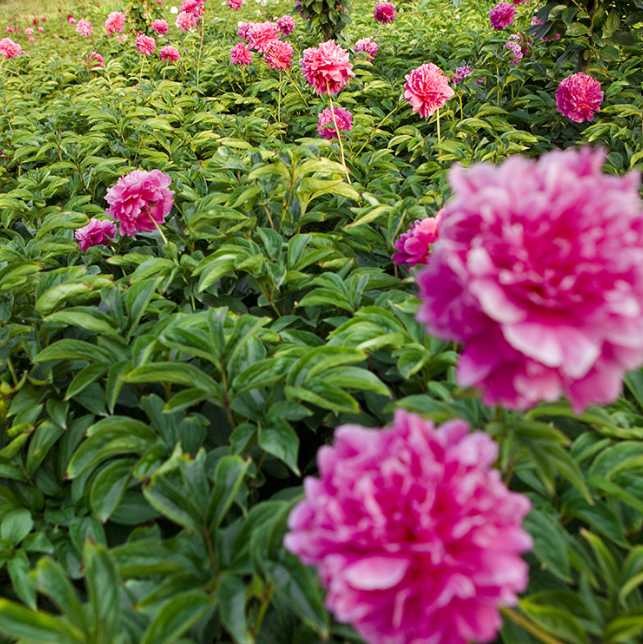菏泽芍药